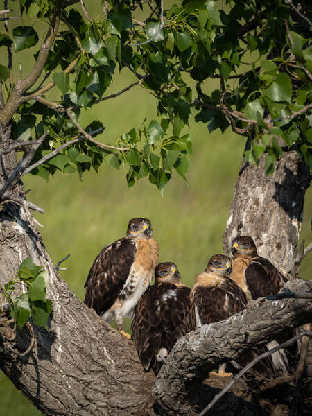 ferruginous_hawk_fledgelings