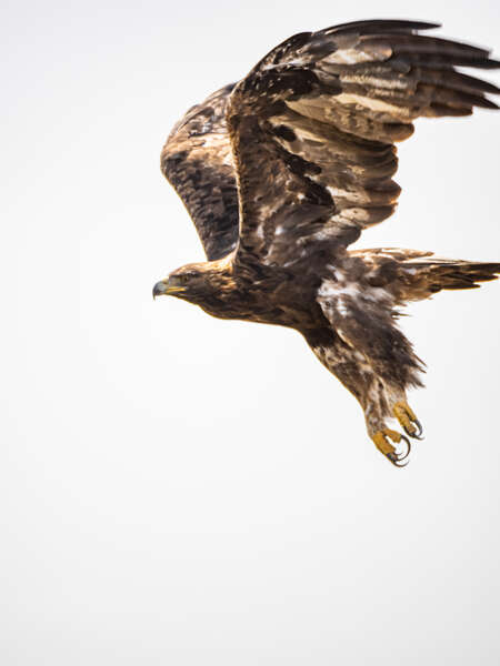 golden_eagle_take_off