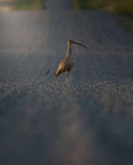 long billed curlew