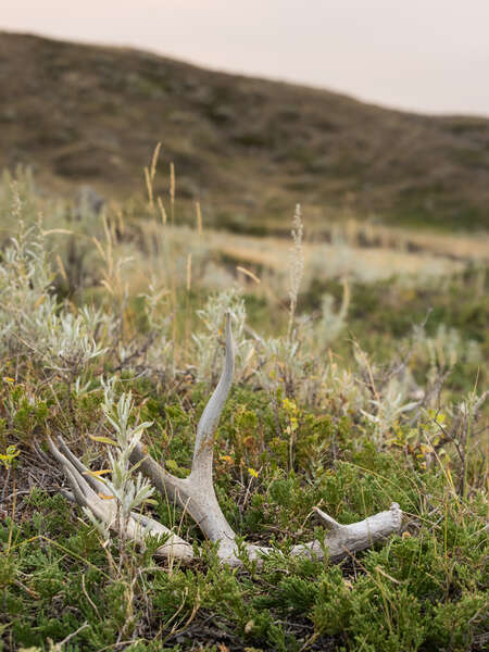 mule deer