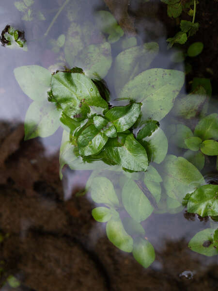 leaf in lake
