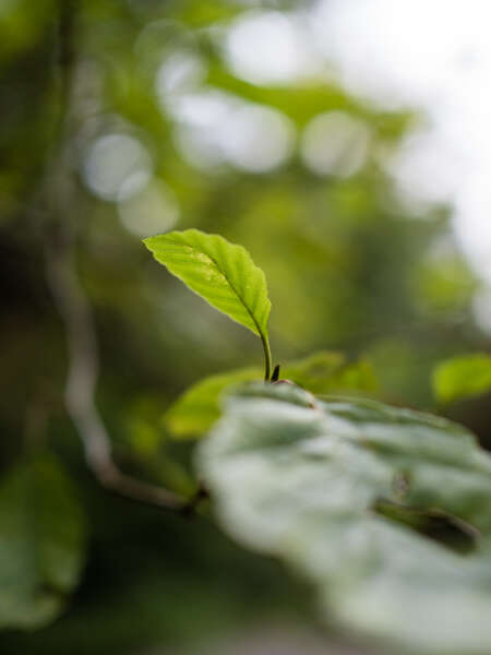 leaf