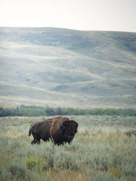 bison