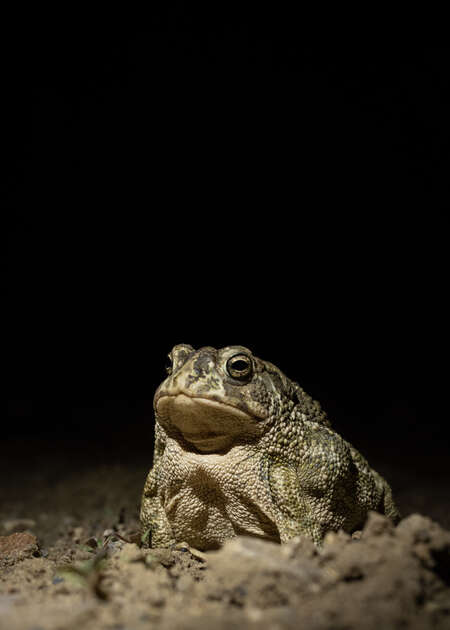 plains toad