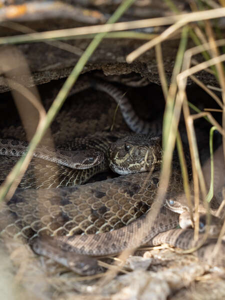 snake