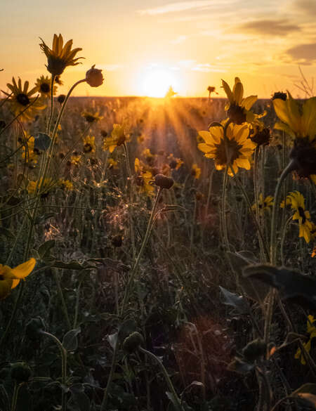 sunset_over_the_prairie.