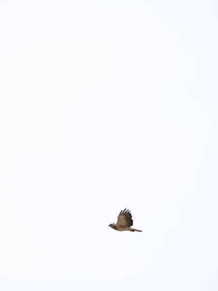 swainsons_hawk