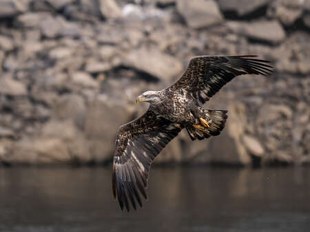 Om-1 Mark II | M.Zuiko 150-400mm TC 1.25x IS PRO | 400mm | 1/2500 | F4.5 | ISO 1000 