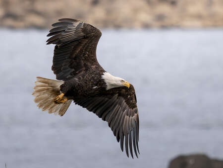 Om-1 Mark II | M.Zuiko 150-400mm TC 1.25x IS PRO | 400mm | 1/3200 | F4.5 | ISO 800 