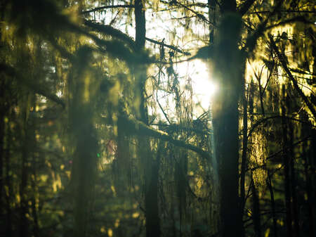 Sunlight through Branches