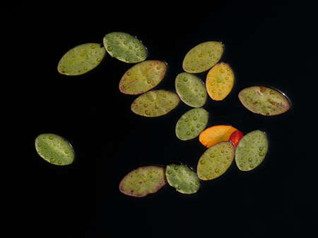 Abstract Lilypads