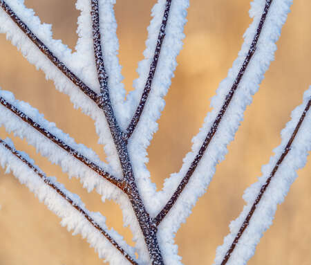 Frost on Branch