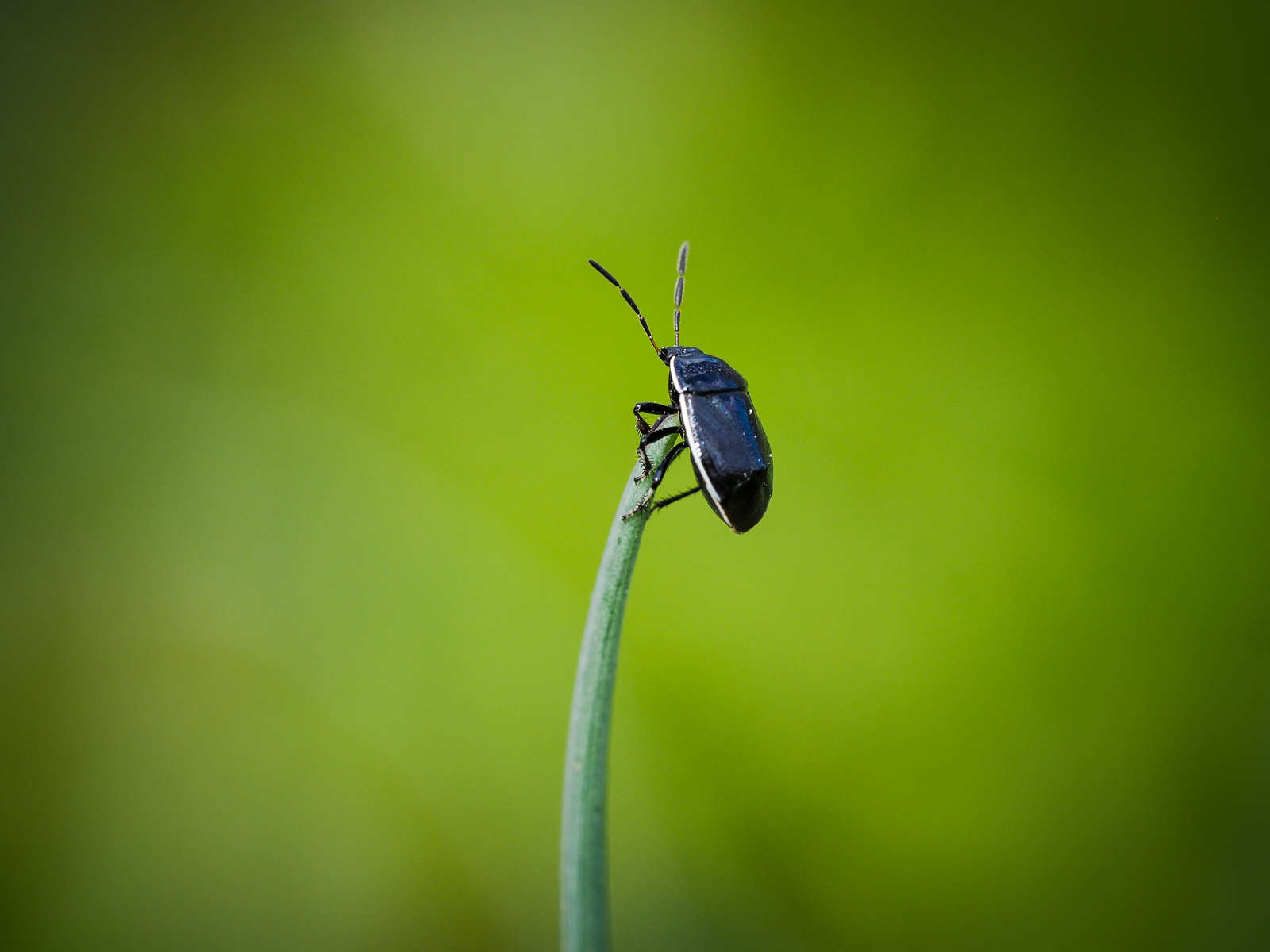 9 Tips for Macro Insect Photography | OM SYSTEM