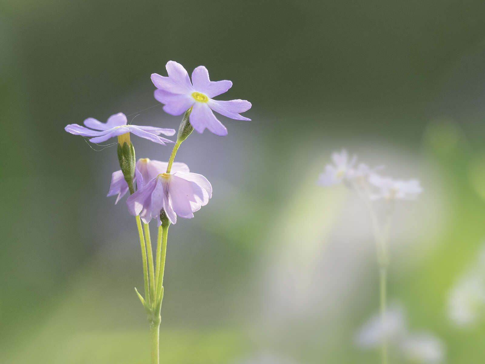 telephoto and macro lens