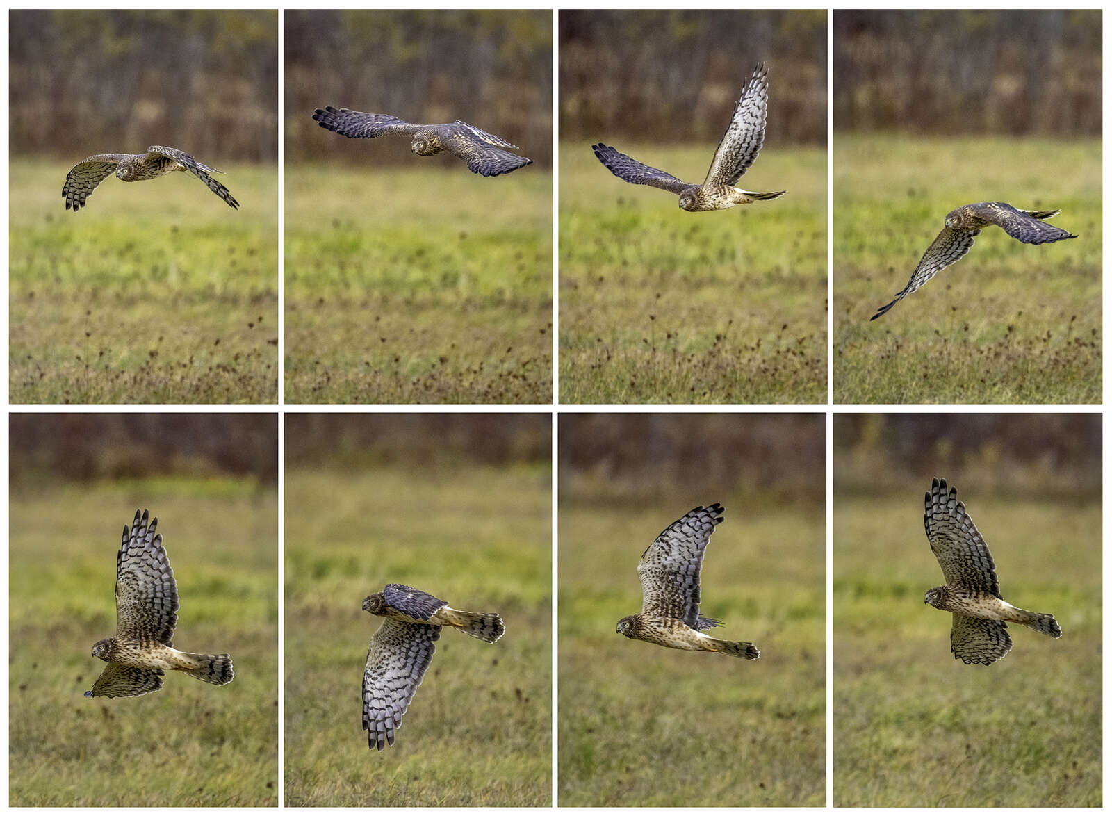 The Ultimate Zoom: Testing the M.Zuiko 150-400mm PRO | OM SYSTEM