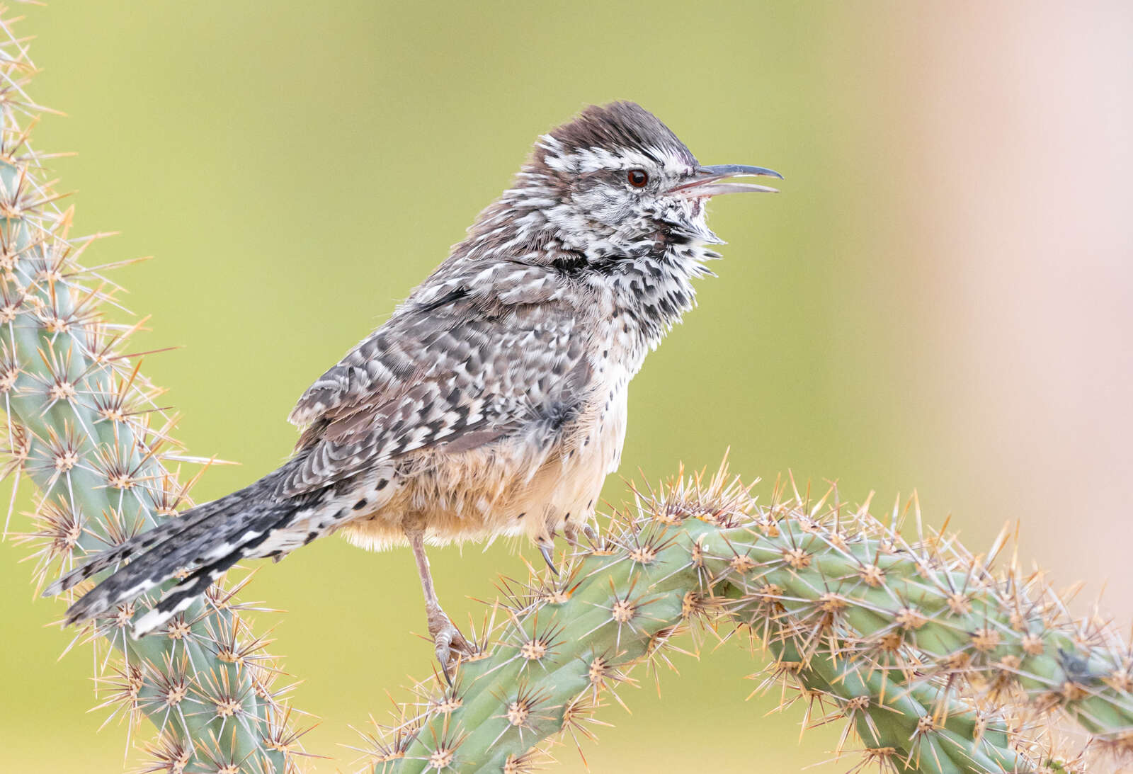 Offers Digital professional photo -cool bird