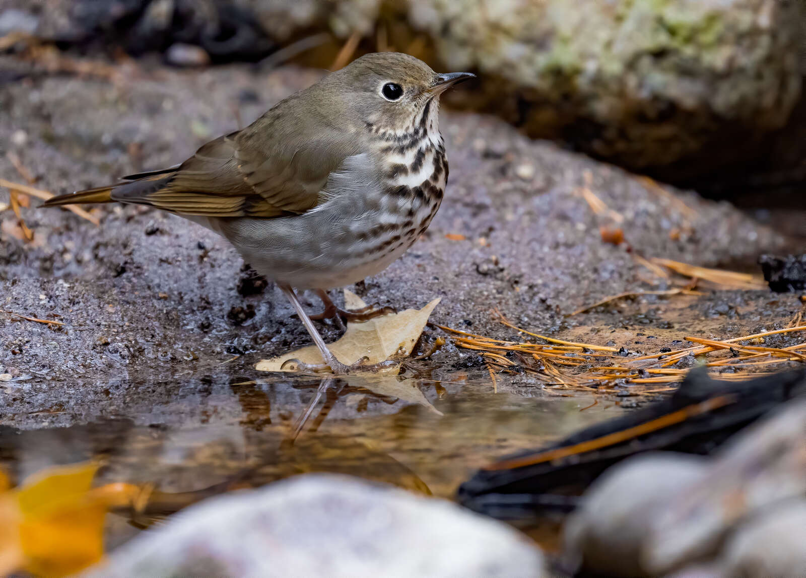 Offers Digital professional photo -cool bird