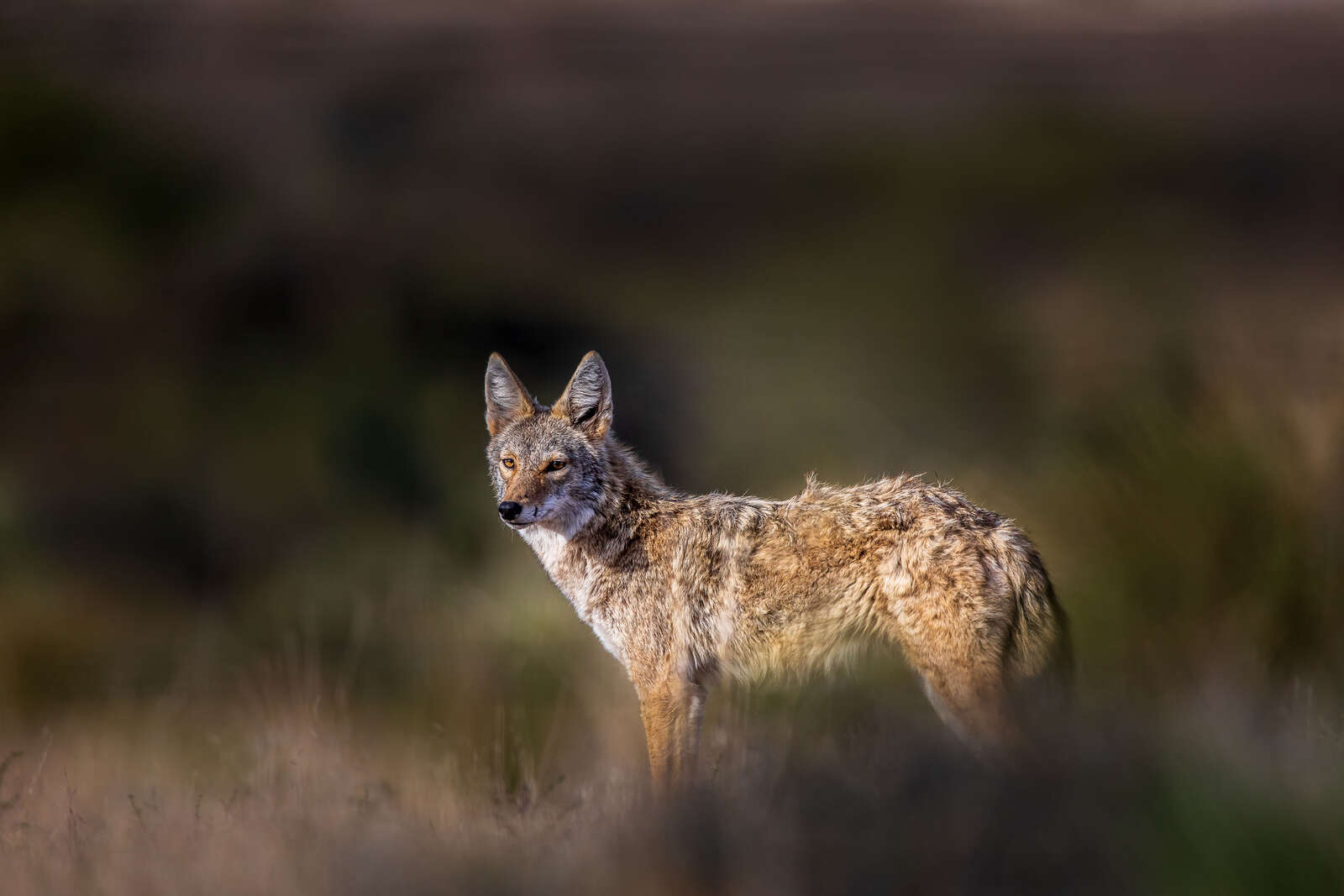 The Reluctant Photographer’s Guide to Wildlife Photography OM SYSTEM