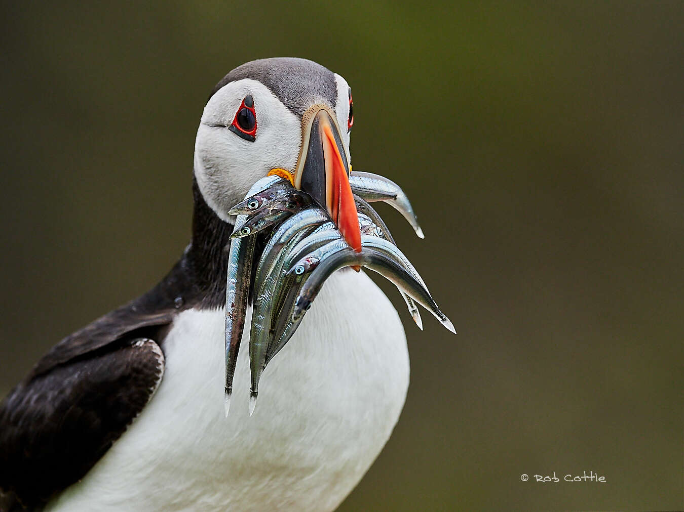 The Secret of This Puffin's Big Beak