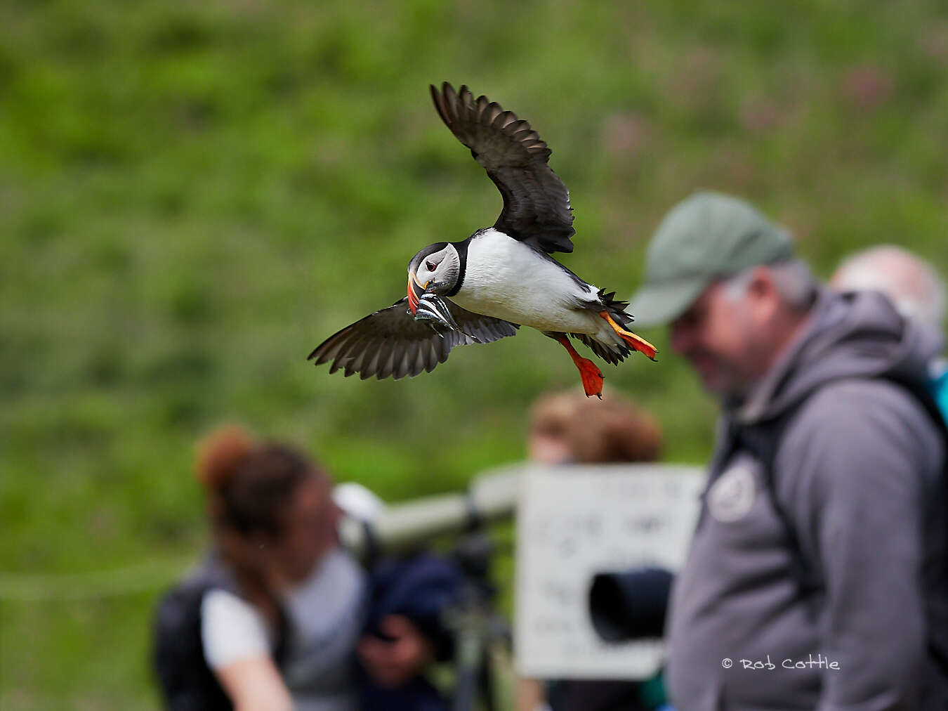 Cooped Up? Photos Of This Puffin Island Will Make You Feel Free