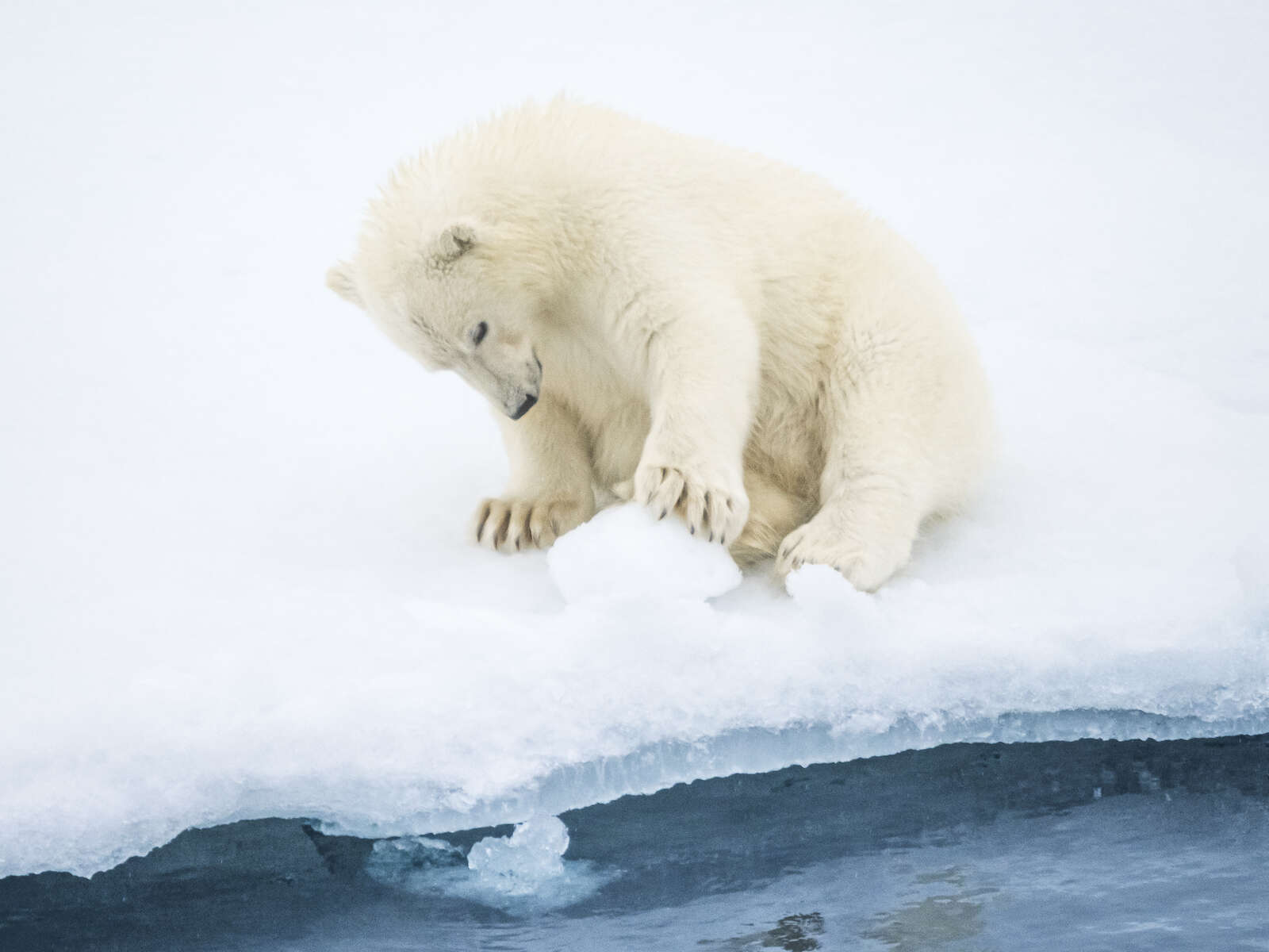Polar Fever – Winter Adventures with the OM SYSTEM | OM SYSTEM