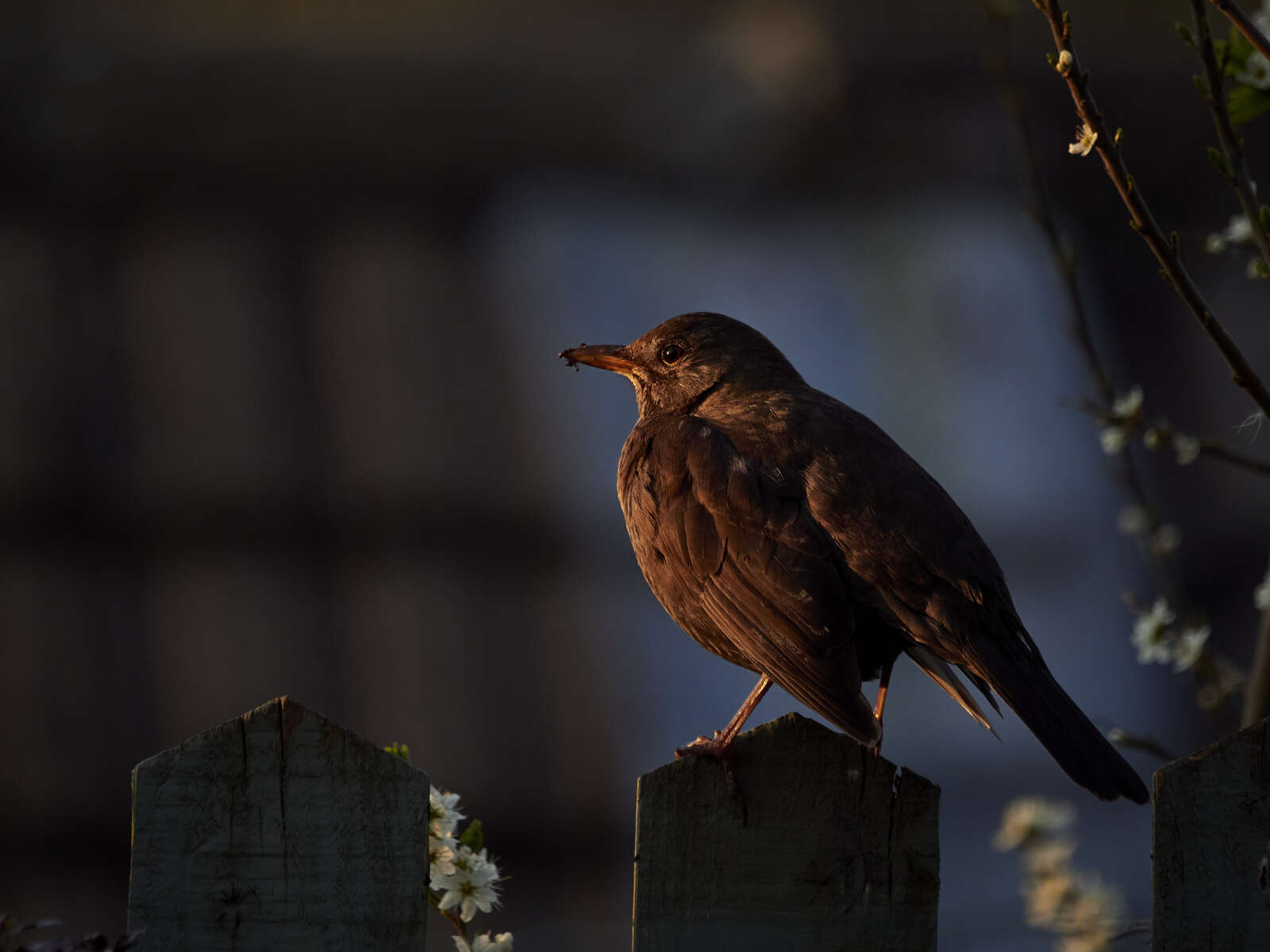 Nightingale Alarm Call. 4K 