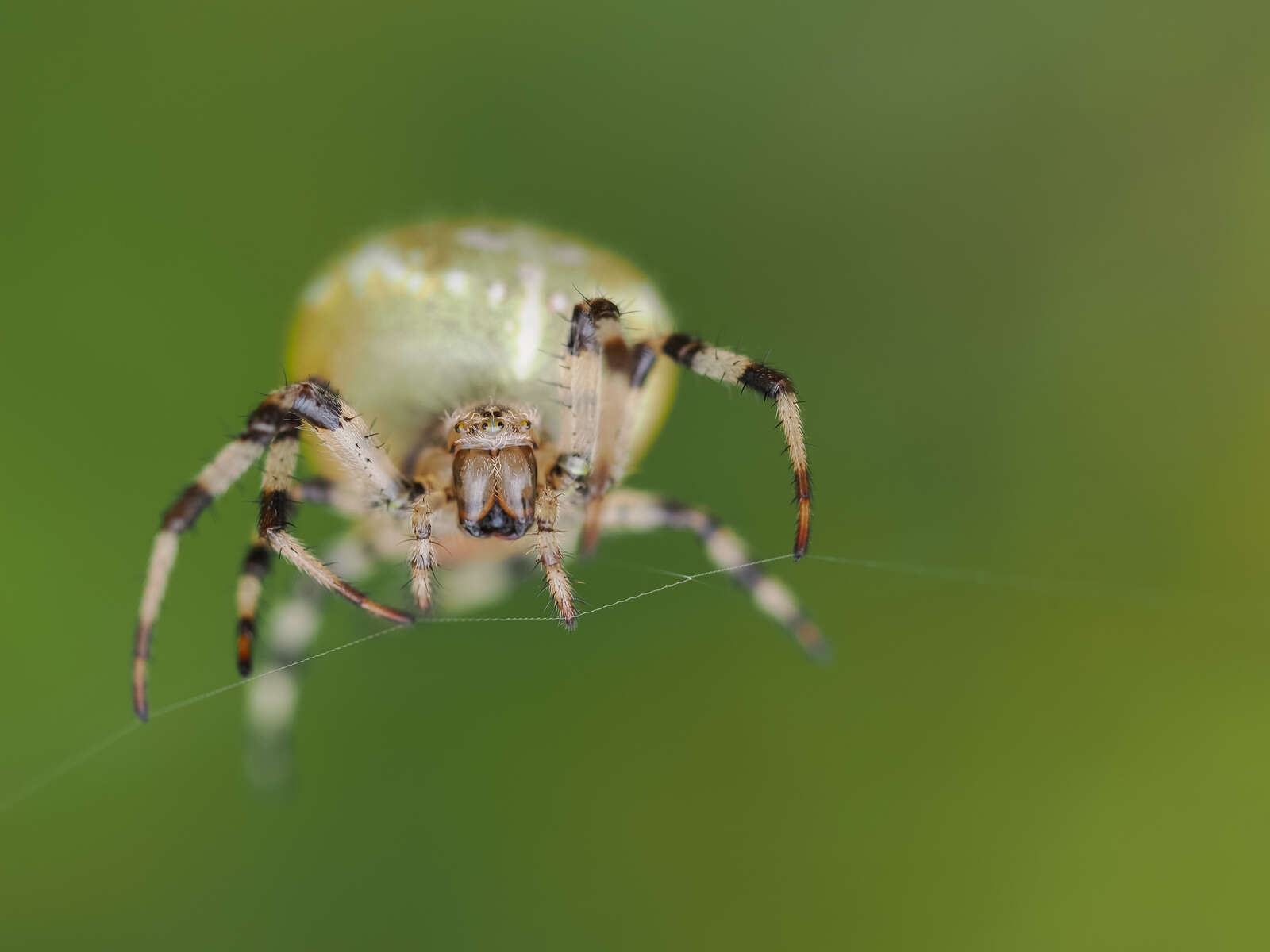 Macro Adventure with the OM-1 | OM SYSTEM