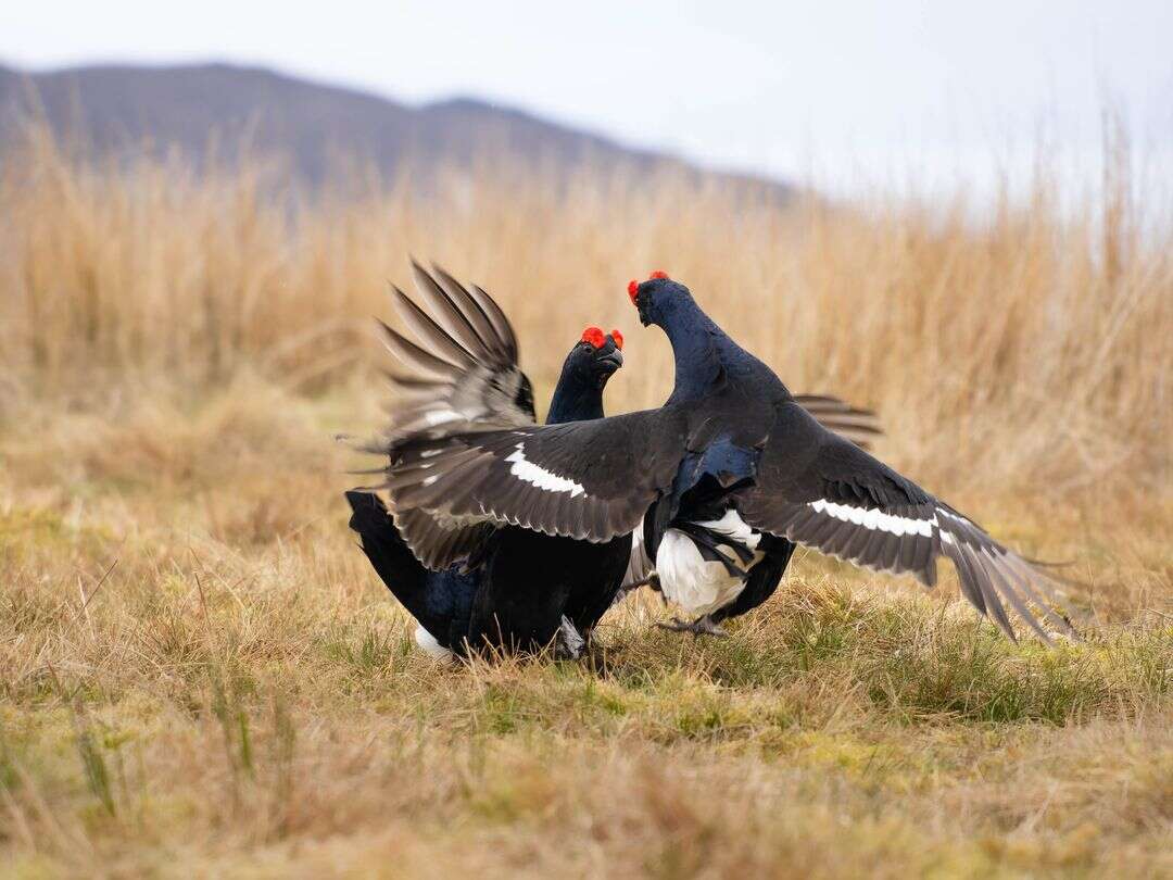 Capturing Wildlife With The 75-300mm II | OM SYSTEM