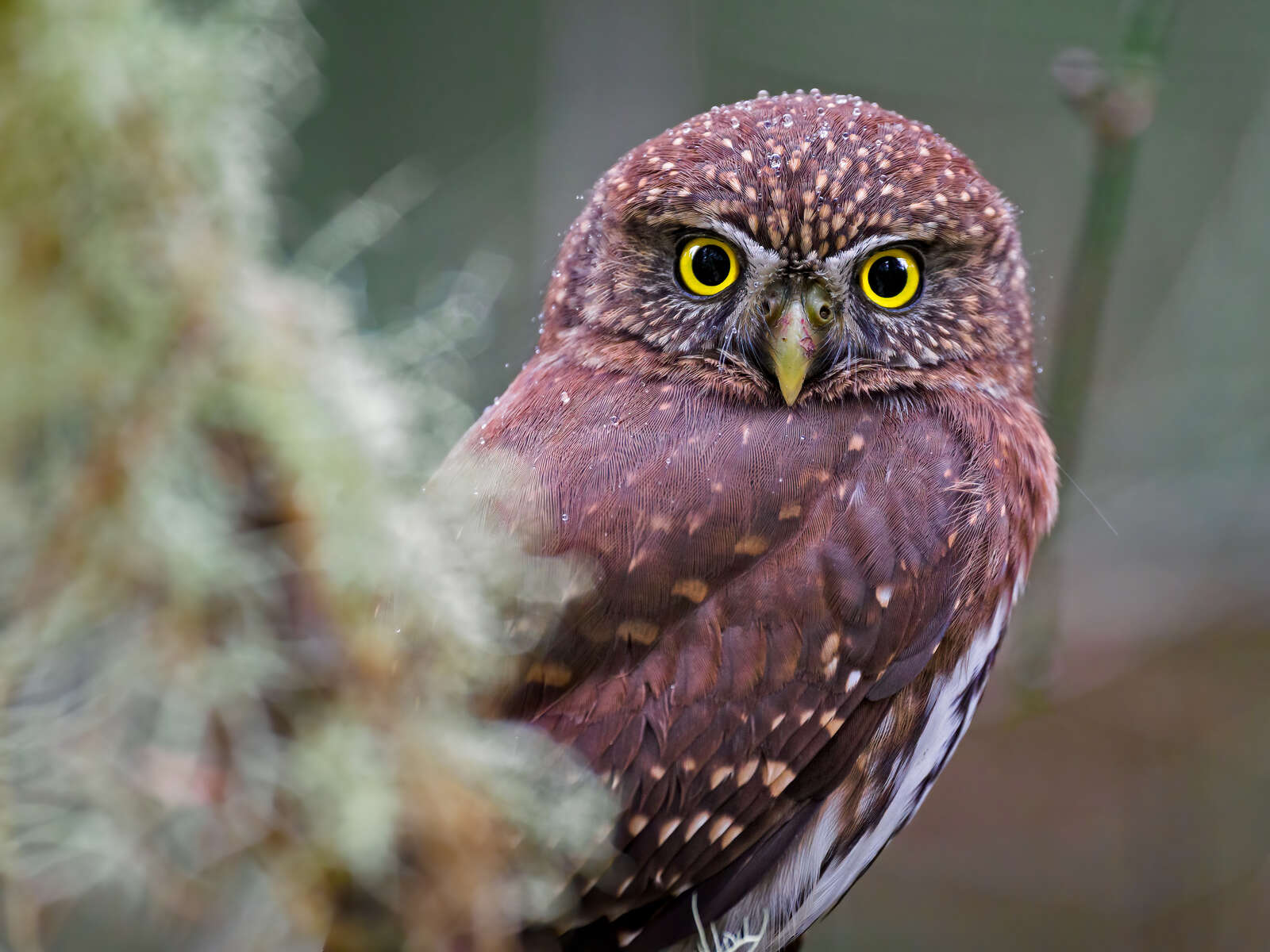  scope別注 Northern Owl with foot M.Zuiko 150-400mm Meets the Pacific Northwest | OM SYSTEM