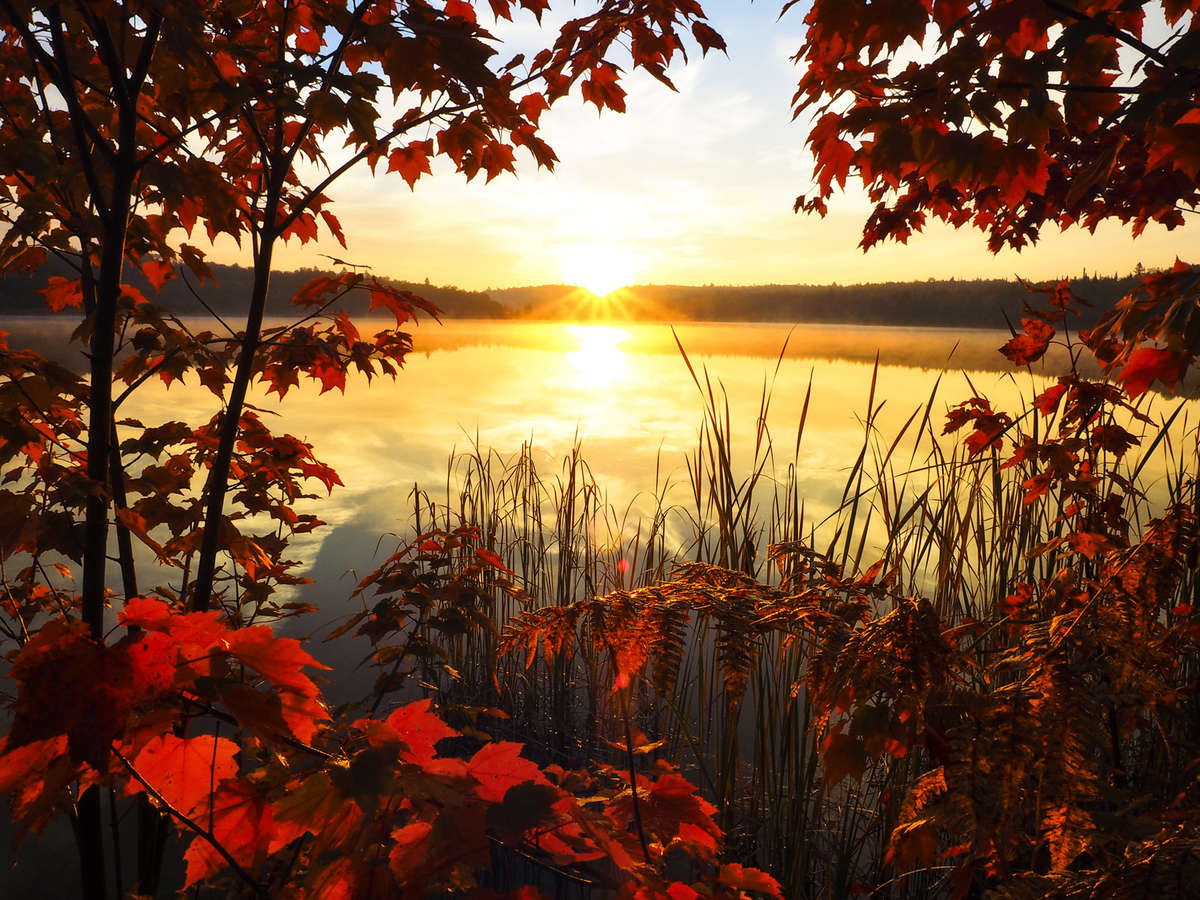 Sunset through leaves