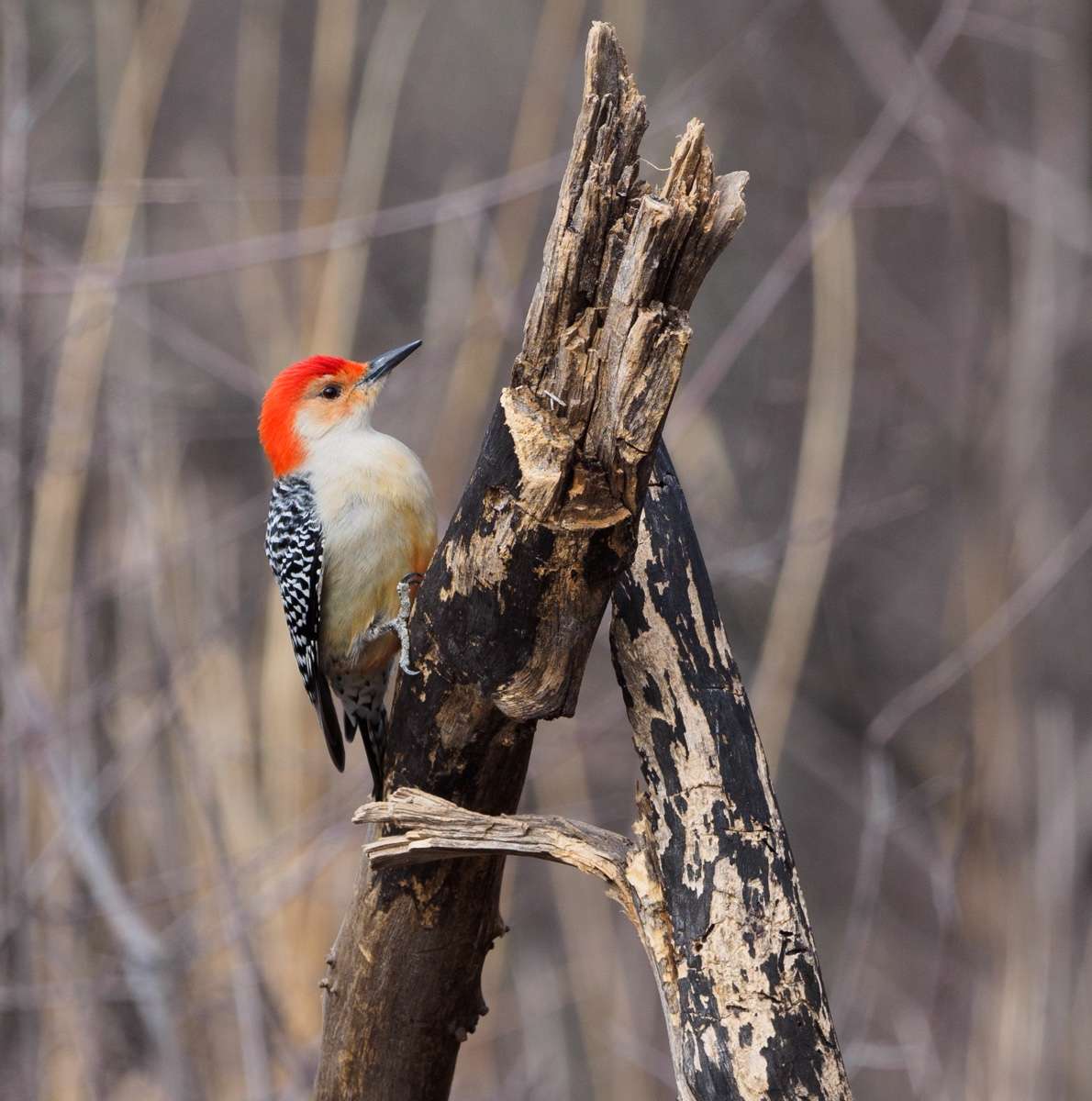 Woodpecker