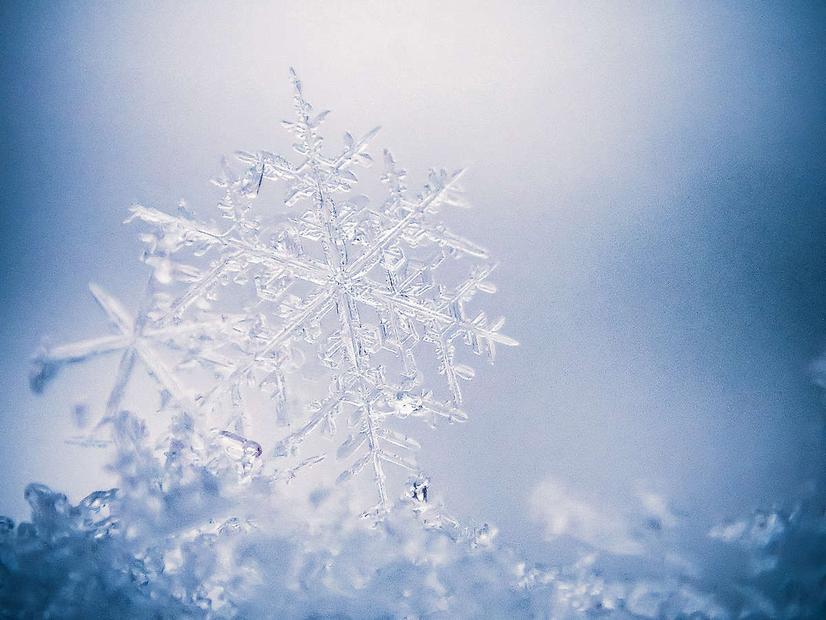 Macro Snowflake
