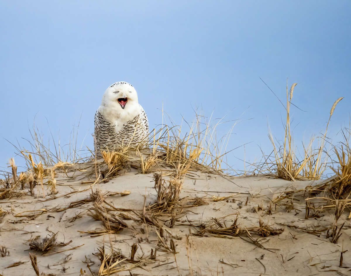 Yawning Owl