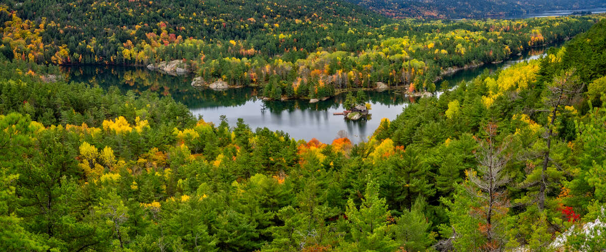 Fall Tress Panorama