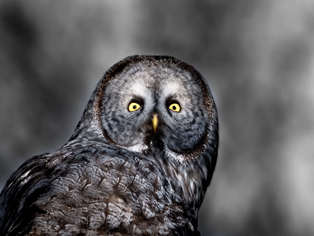 Arthur Lefo Owl Photo