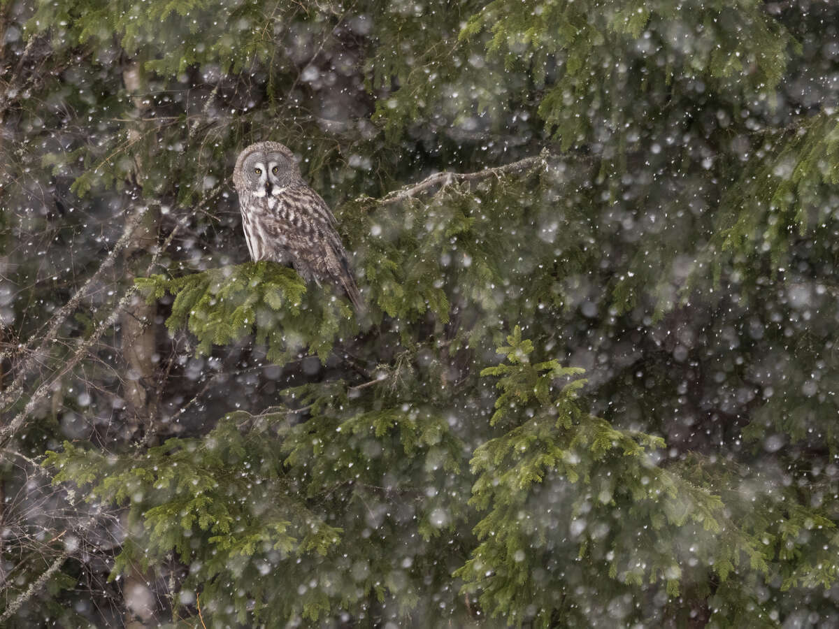 Great Grey Owl in heavy snowfall, Ruokolahti, Finland