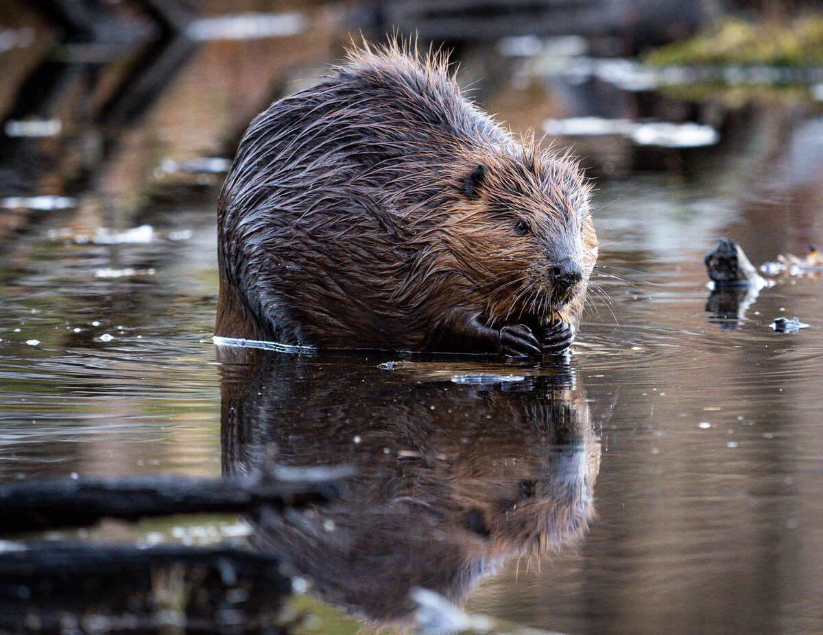 Beaver