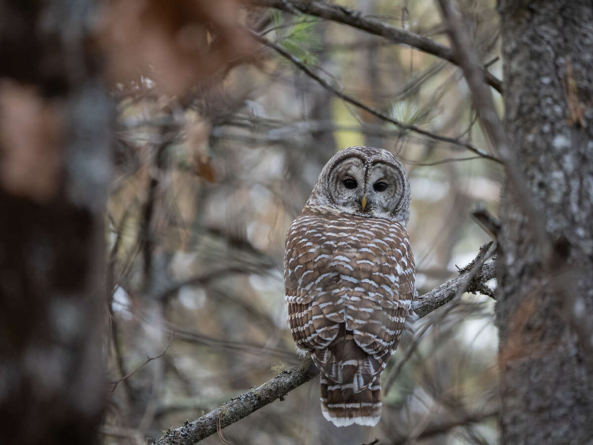 Barred Owl