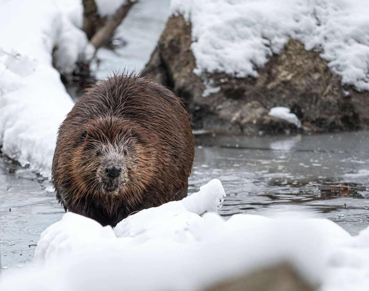 Beaver in Snow