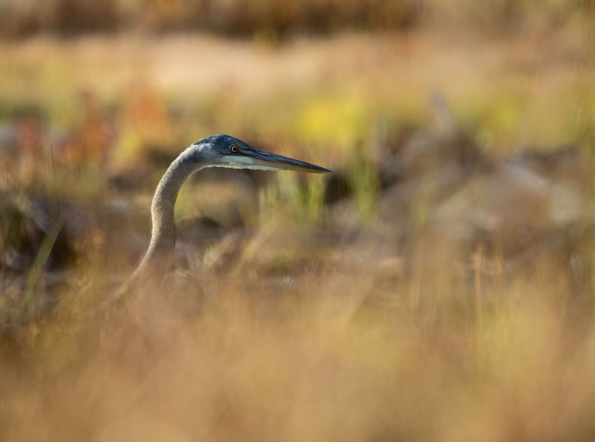 Heron Fishing