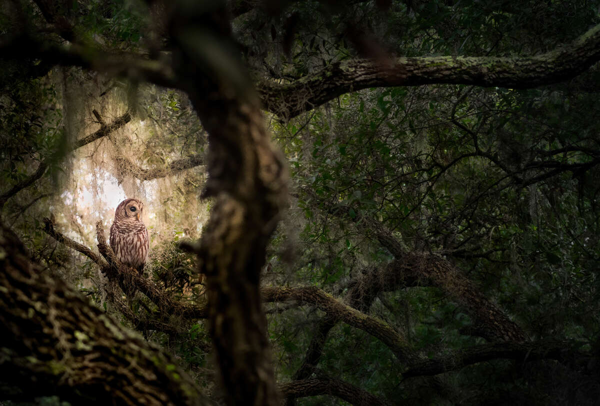 Barred Owl