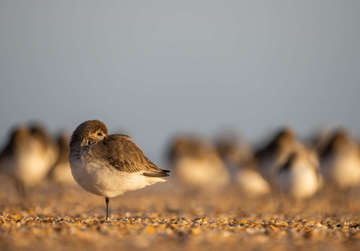 Dunlin