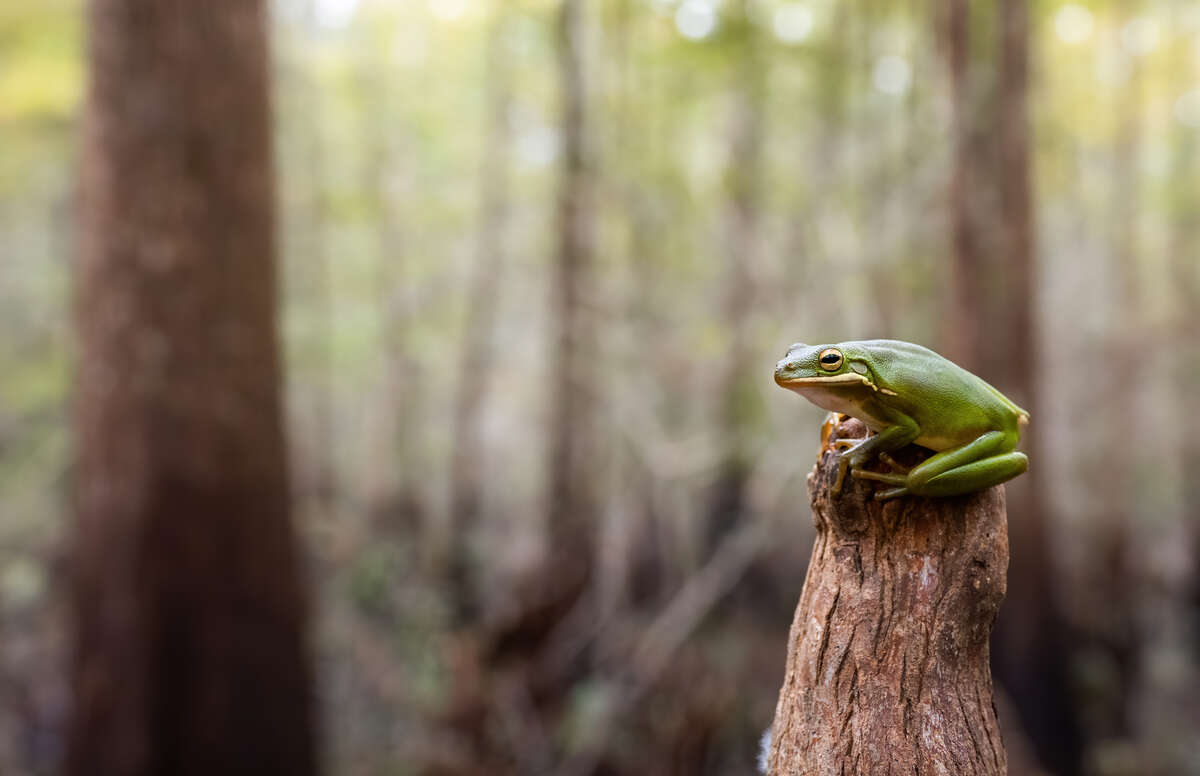 Green Tree Frog