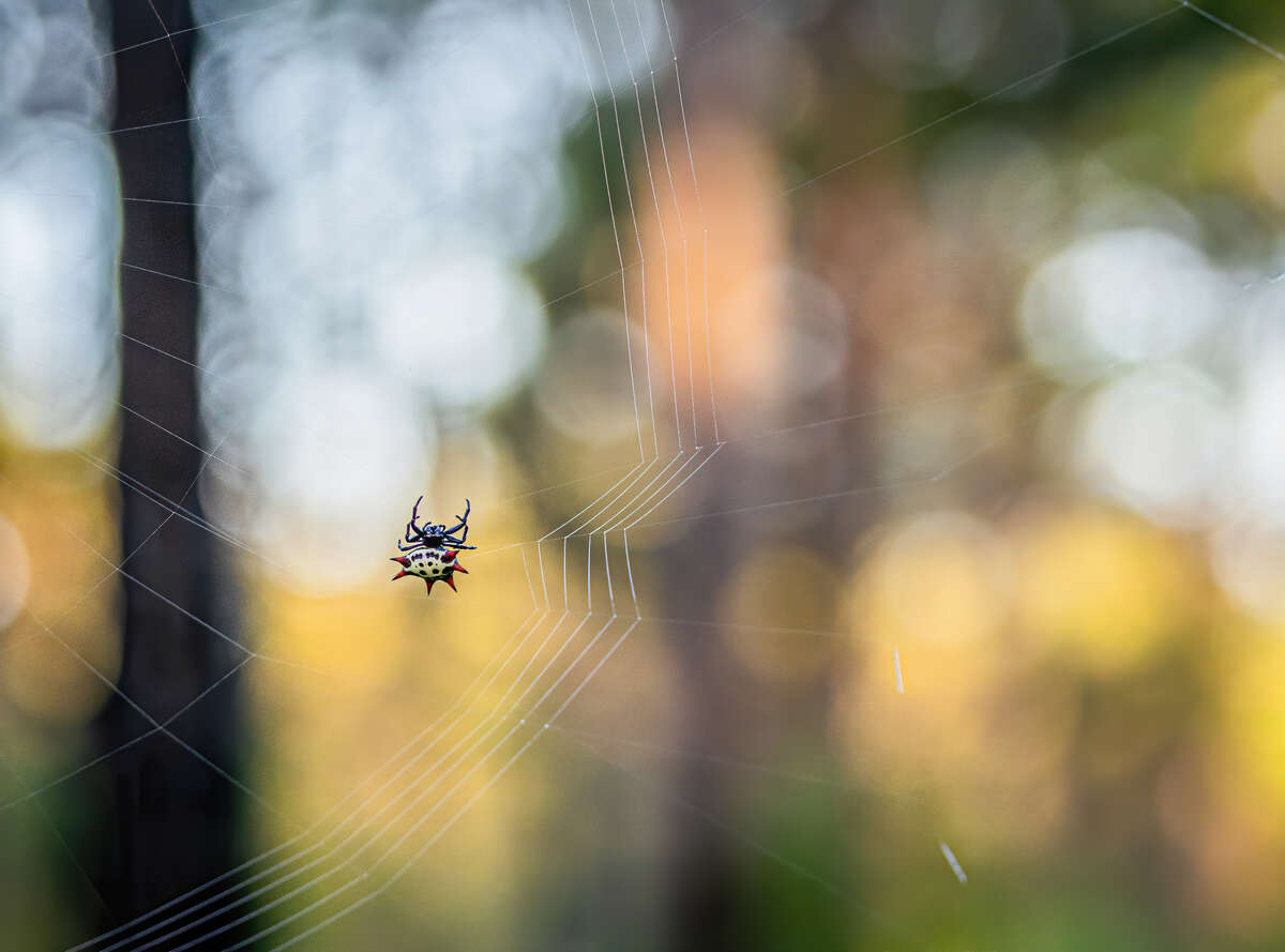 Spiny Orb Weaver