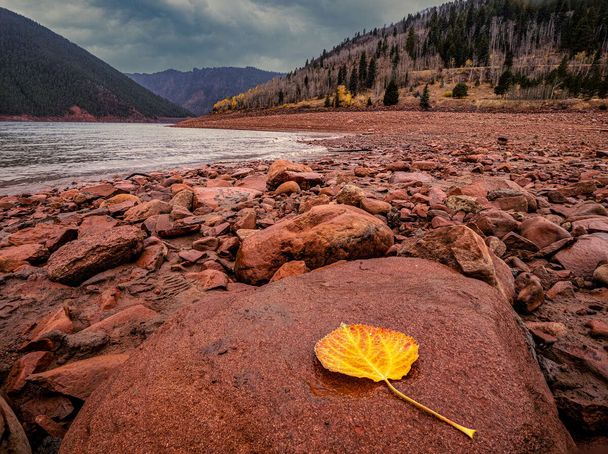 Yellow Leaf