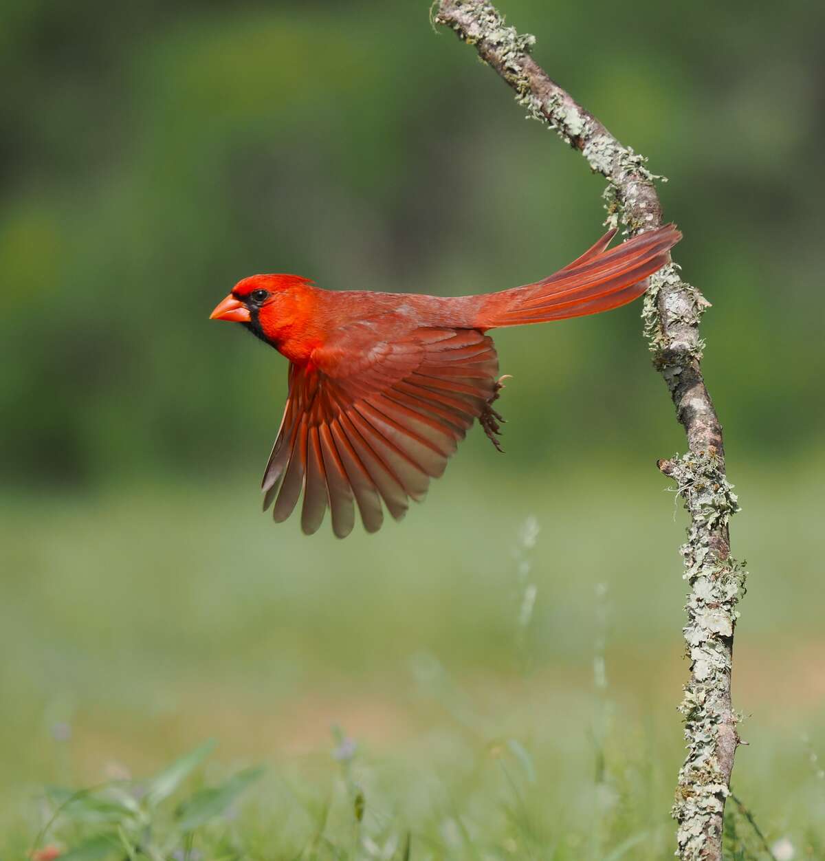 cardinal 2
