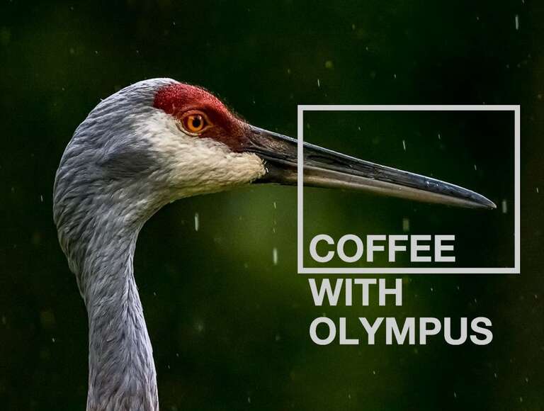Coffee With Olympus Bird Photography OM SYSTEM
