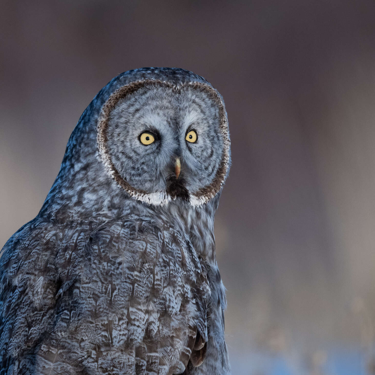 Why I Chose Olympus for Wildlife Photography OM SYSTEM