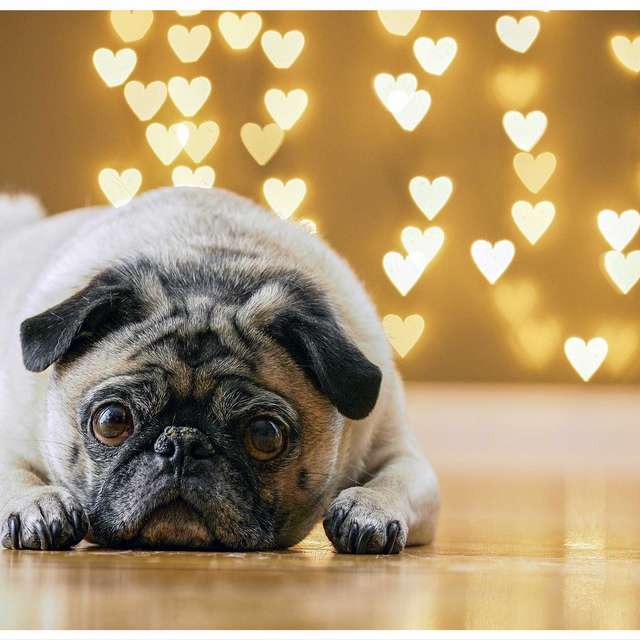 Pug and Heart Shaped Bokeh