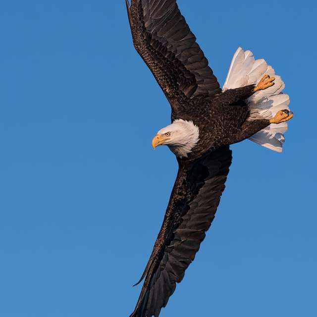 Eagle in flight 2